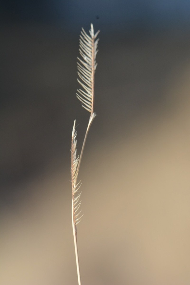 Blue Grama photo 7