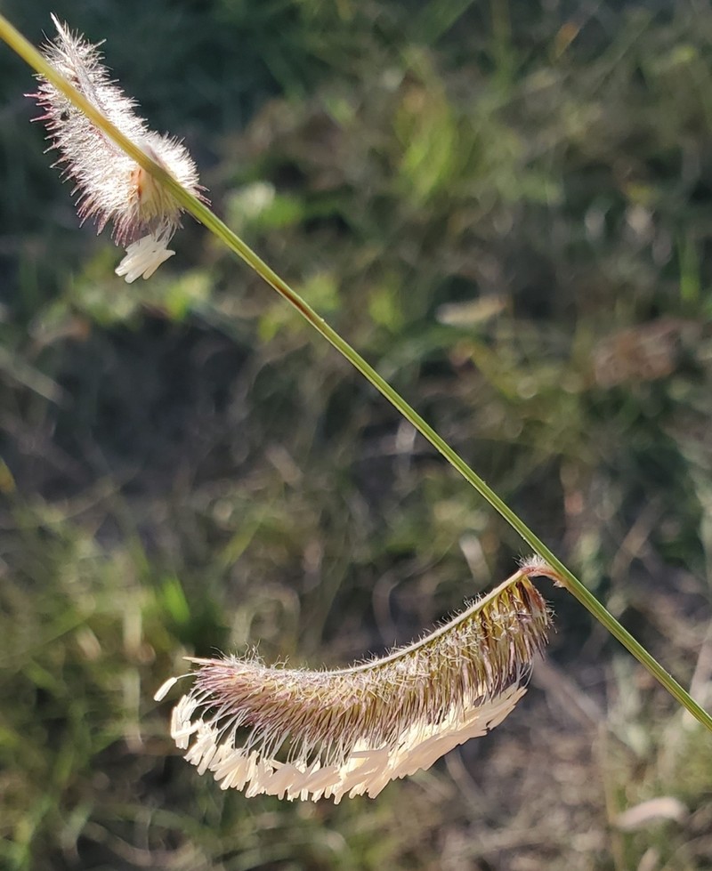 Hairy Grama photo 2