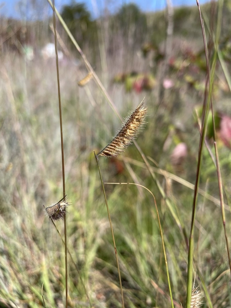 Hairy Grama photo 3