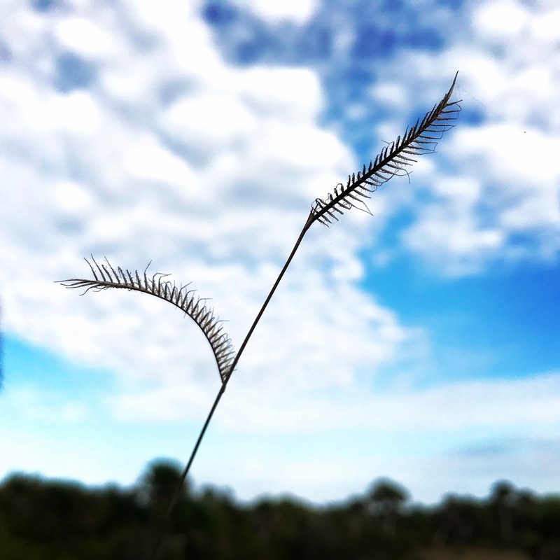 Hairy Grama photo 4