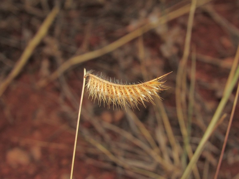 Hairy Grama photo 5