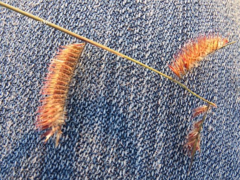 Hairy Grama photo 6