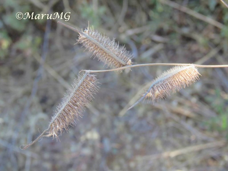 Hairy Grama photo 7