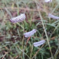 Hairy Grama