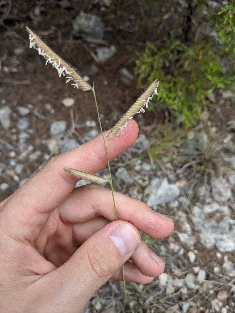 Bouteloua pectinata