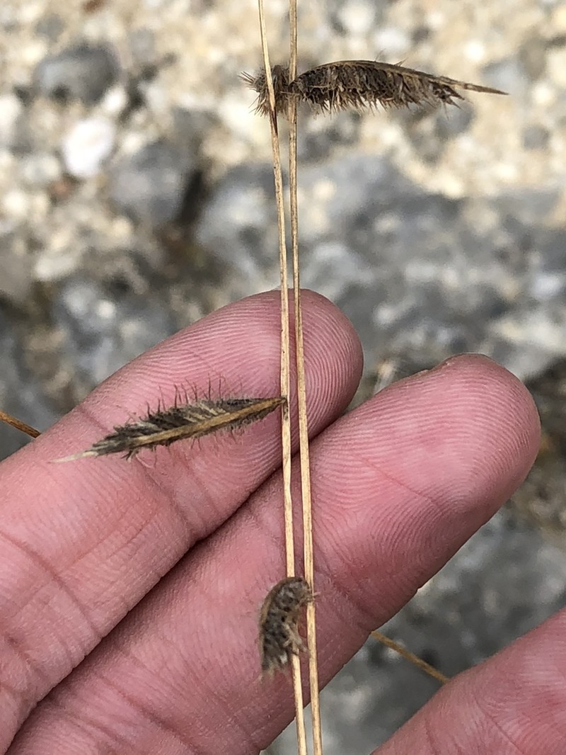 Bouteloua pectinata photo 2