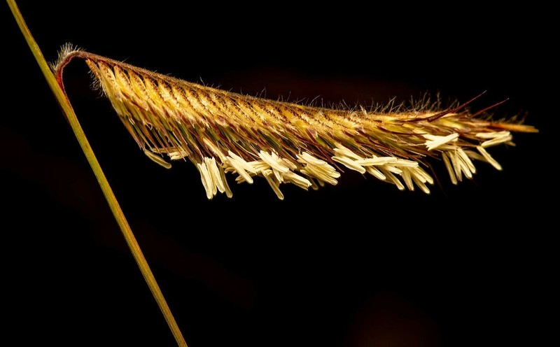 Bouteloua pectinata photo 3