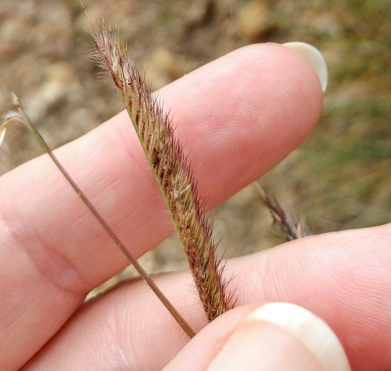 Bouteloua pectinata photo 5