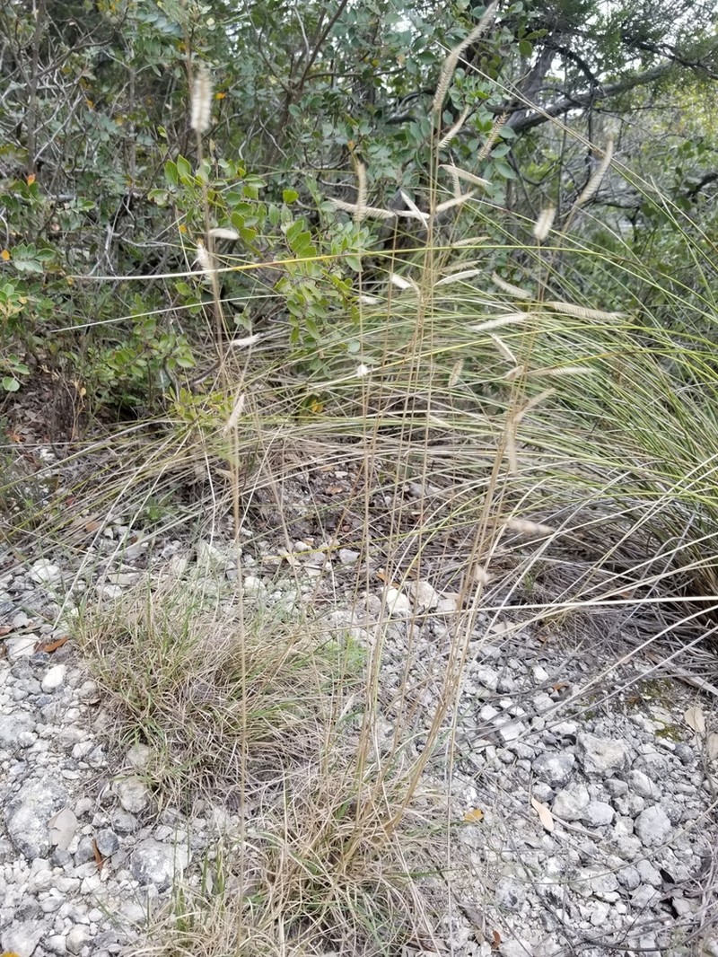 Bouteloua pectinata photo 6