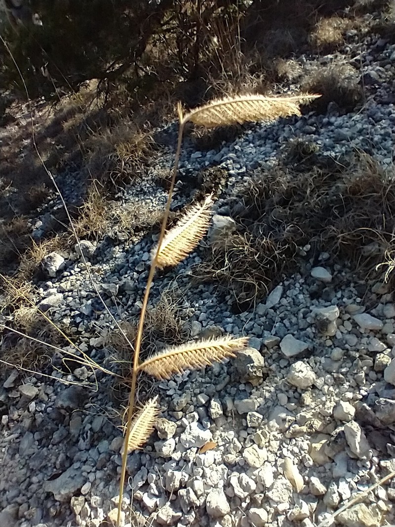 Bouteloua pectinata photo 7
