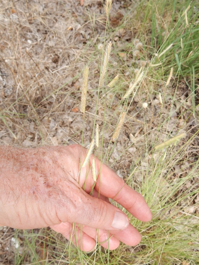 Bouteloua pectinata photo 8