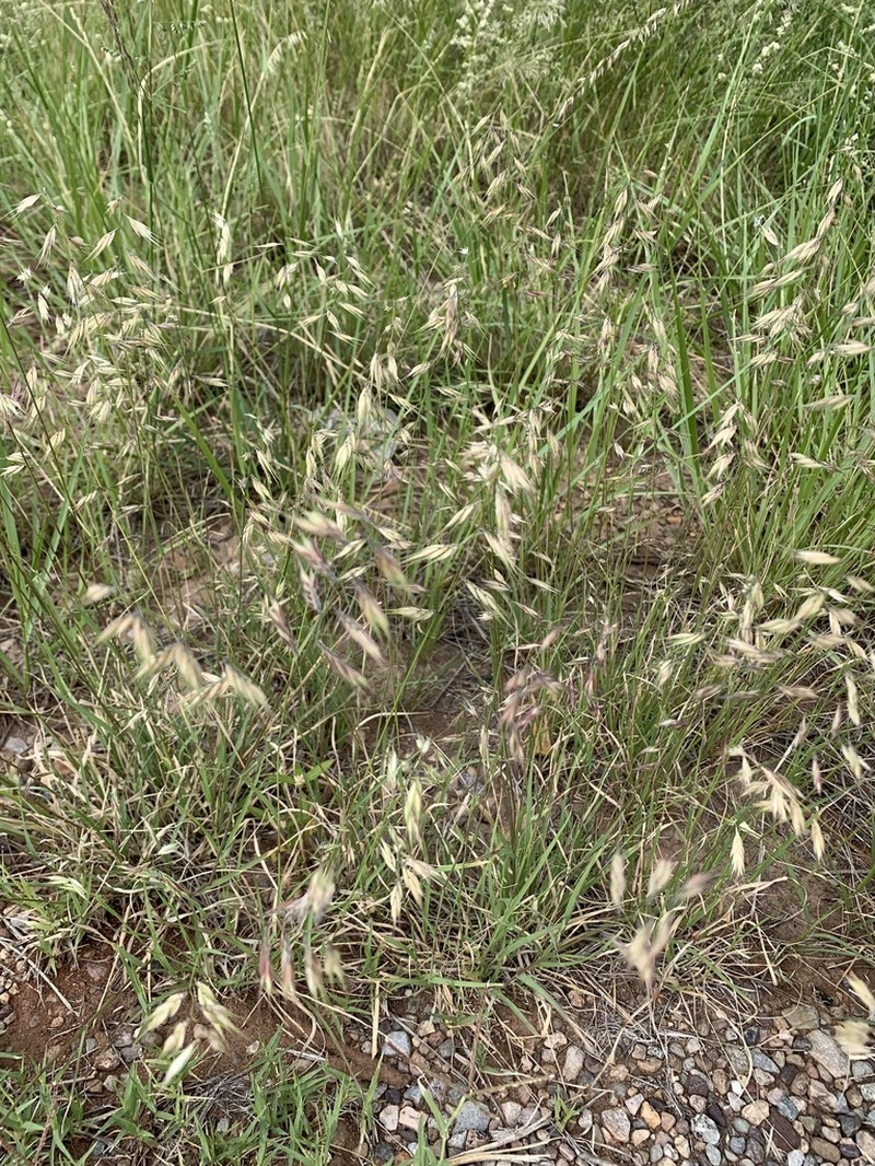 Slender Grama photo 4