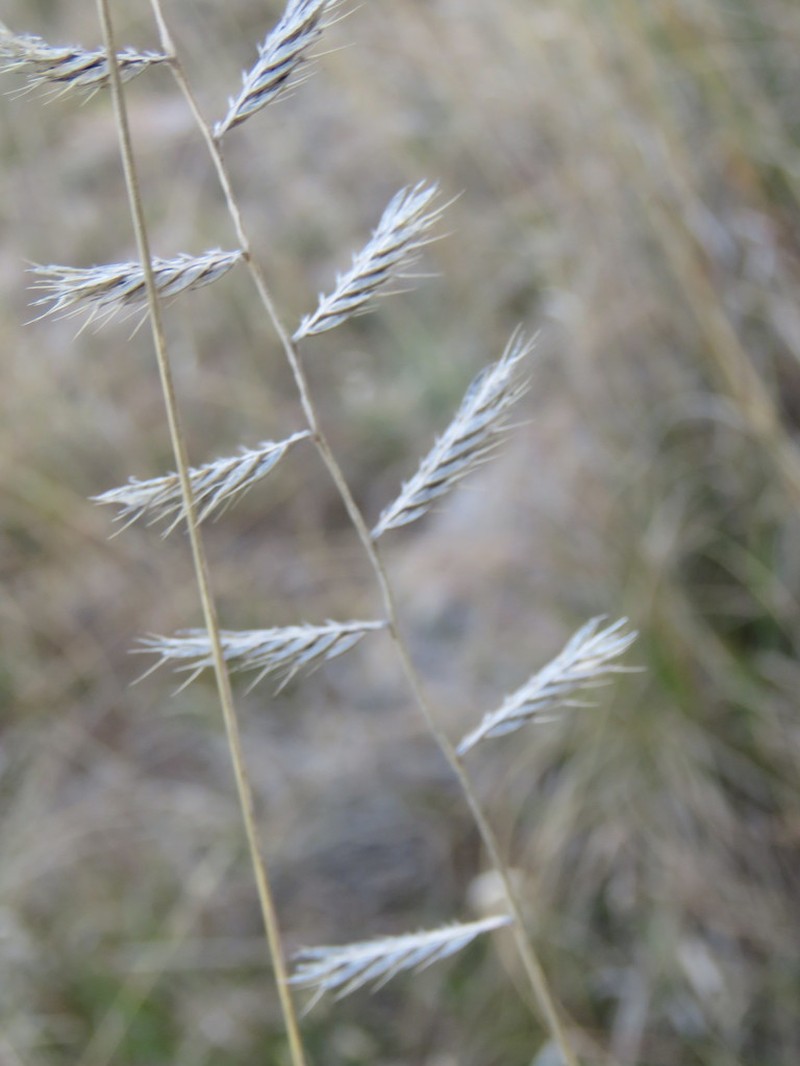 Slender Grama photo 5