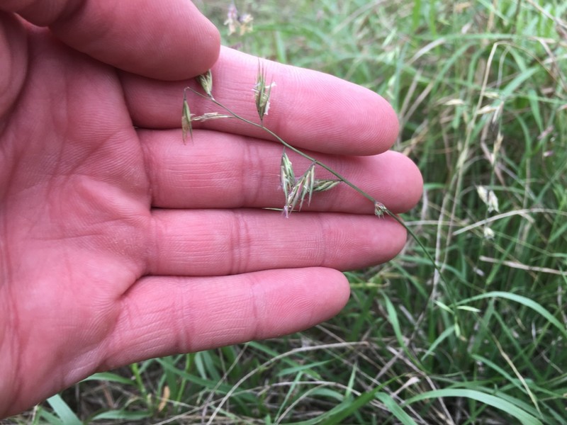 Slender Grama photo 6