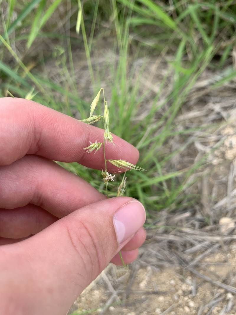 Slender Grama photo 7