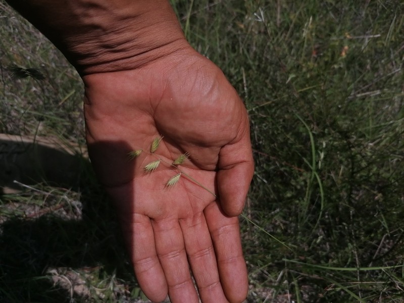 Texas Grama photo 2