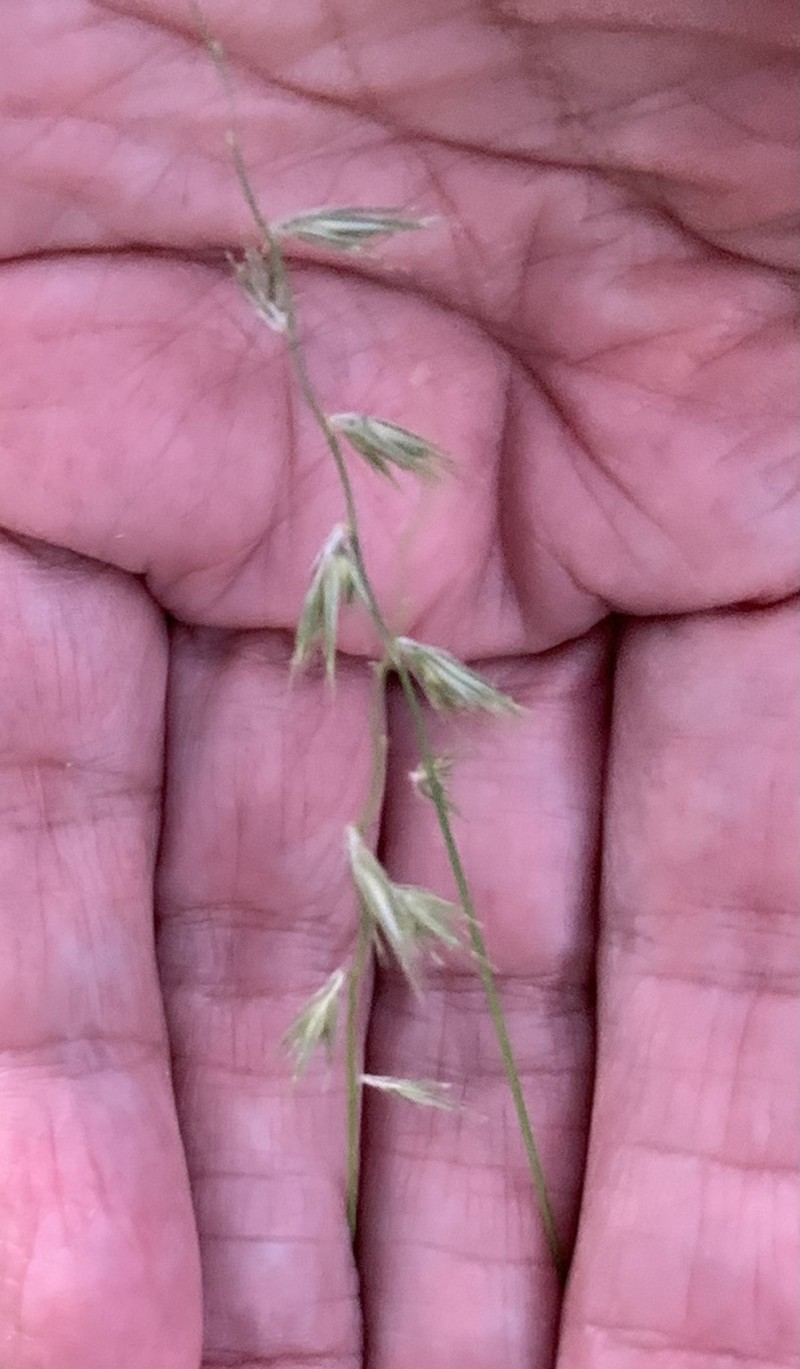 Texas Grama photo 3