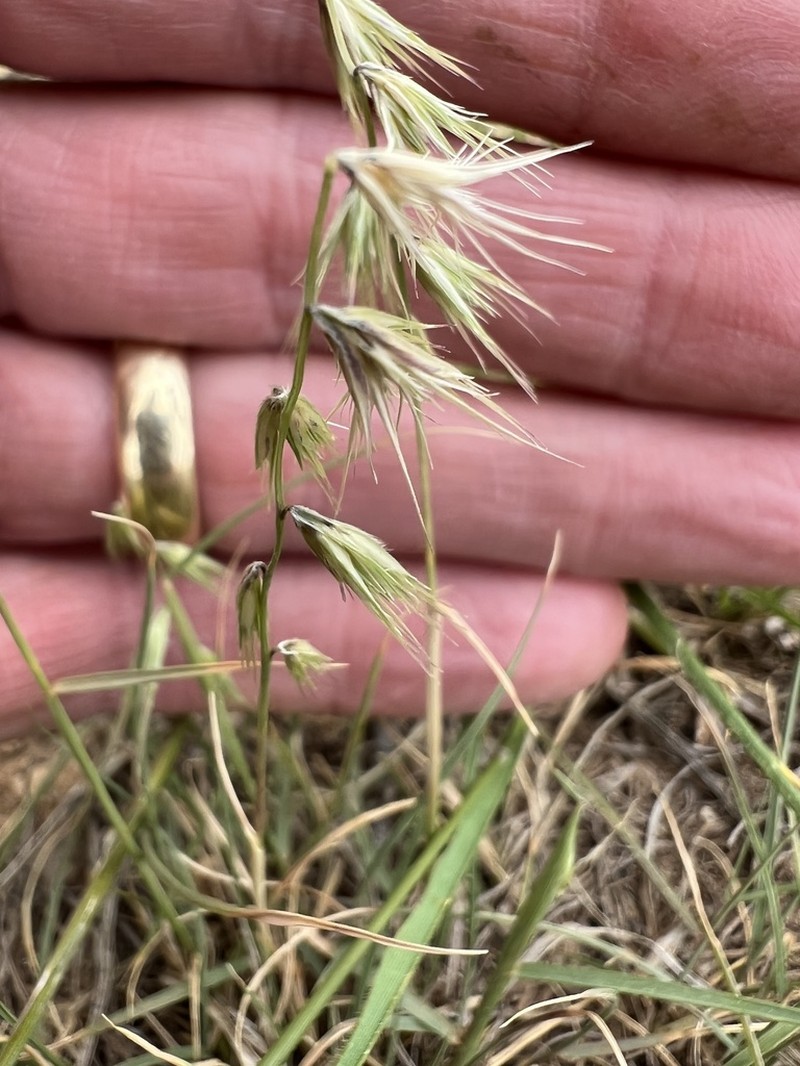 Texas Grama photo 4