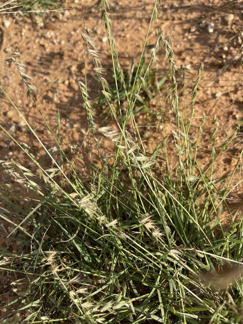 Texas Grama photo 5