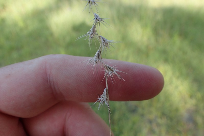 Texas Grama photo 6