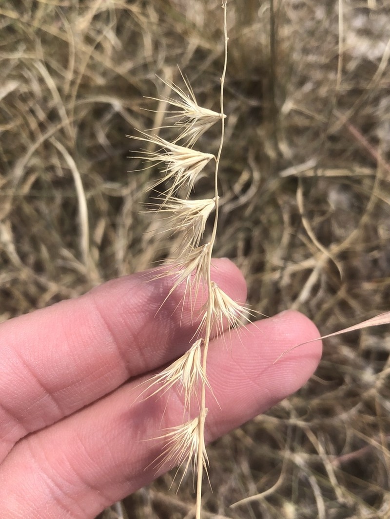 Texas Grama photo 7
