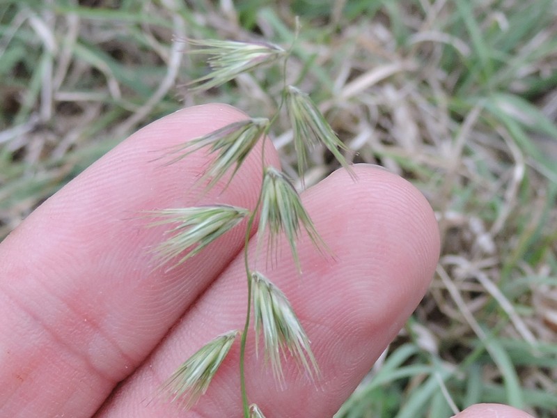 Texas Grama photo 8