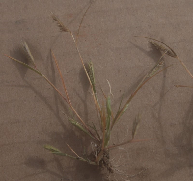 Matted Grama photo 8