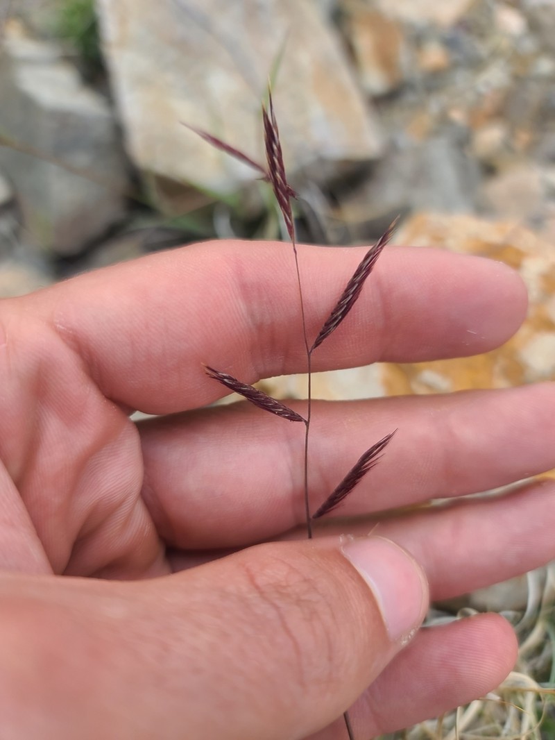 Red Grama photo 2