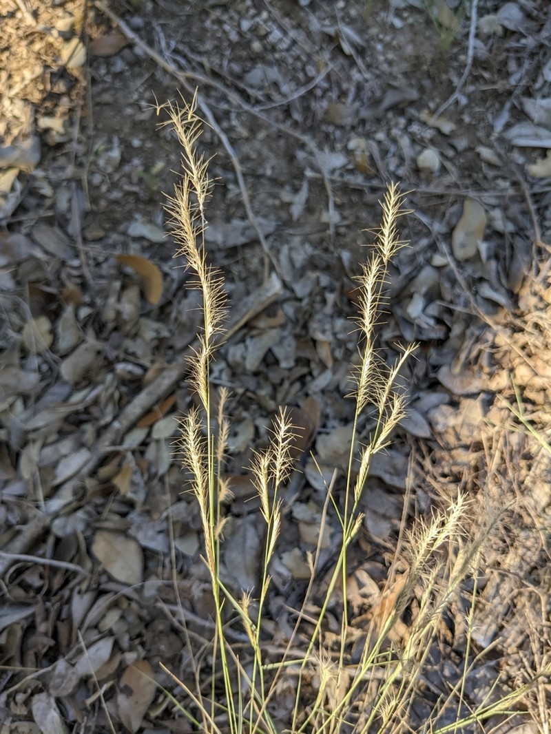 Red Grama photo 5