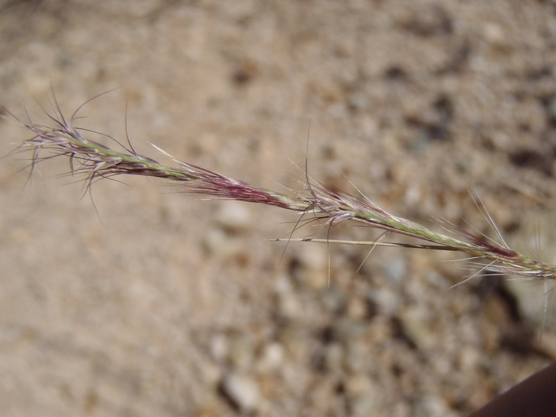 Red Grama photo 6