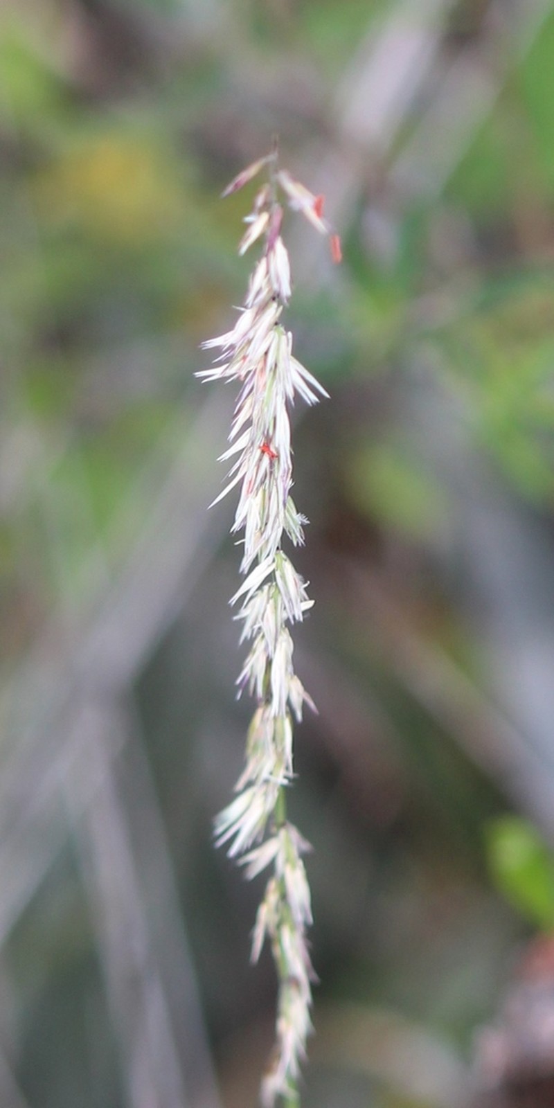 Oneflower Grama photo 2