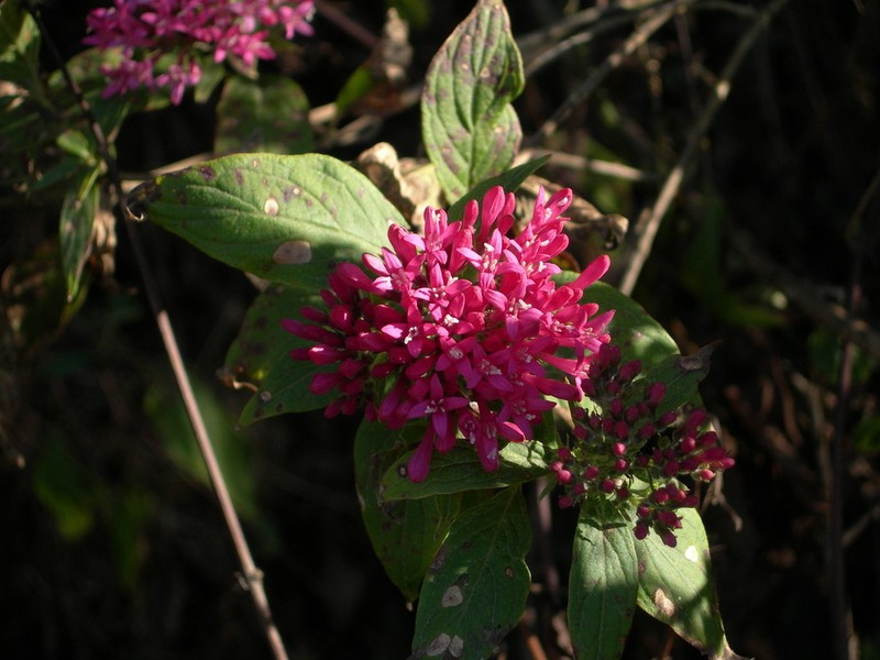 Bouvardia bouvardioides