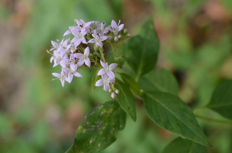 Bouvardia bouvardioides photo 2
