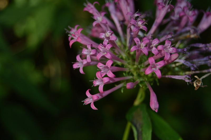 Bouvardia bouvardioides photo 3