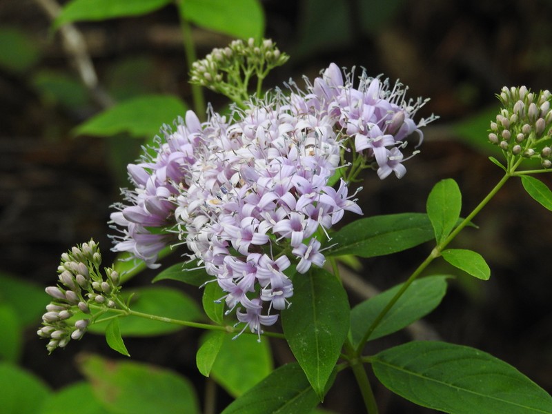 Bouvardia bouvardioides photo 4
