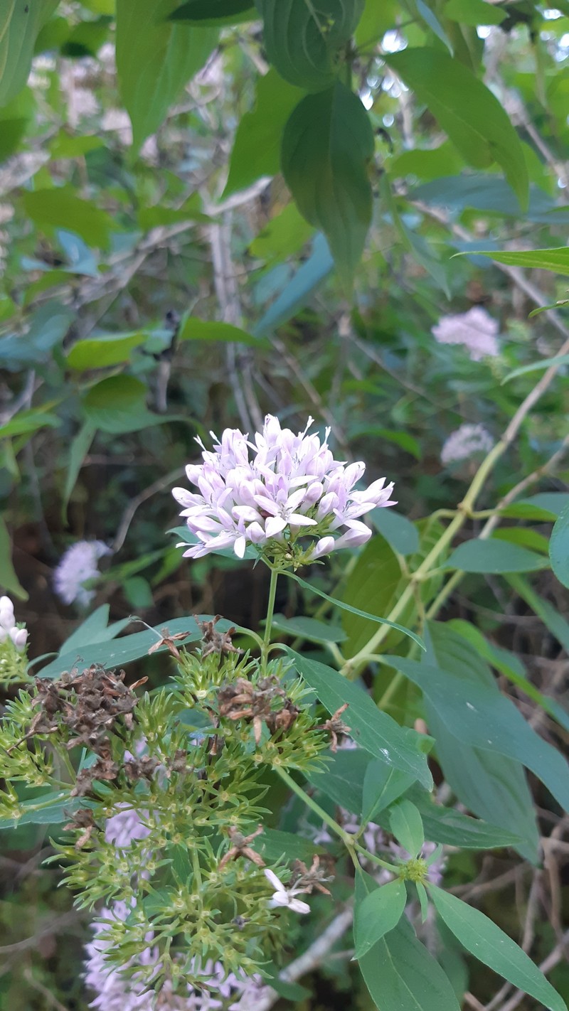 Bouvardia bouvardioides photo 6