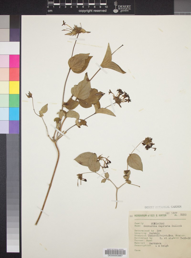 Bouvardia capitata