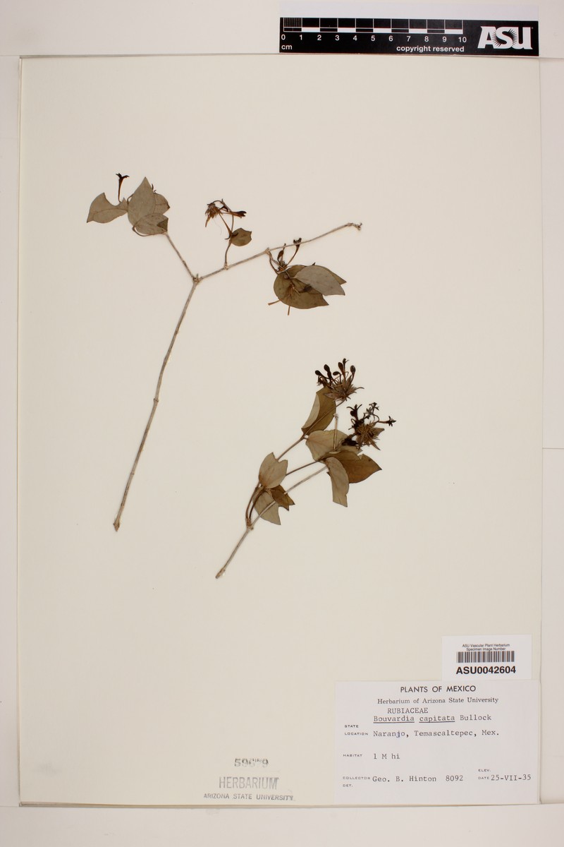 Bouvardia capitata photo 2