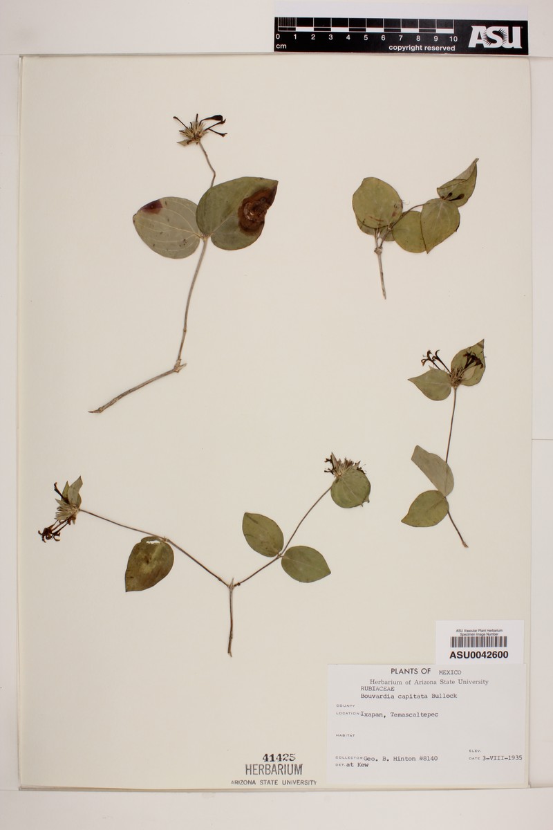 Bouvardia capitata photo 4