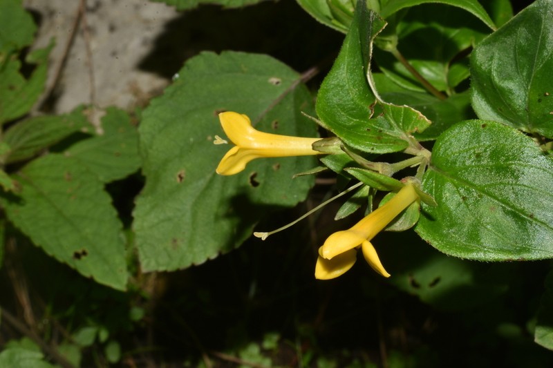Bouvardia chrysantha