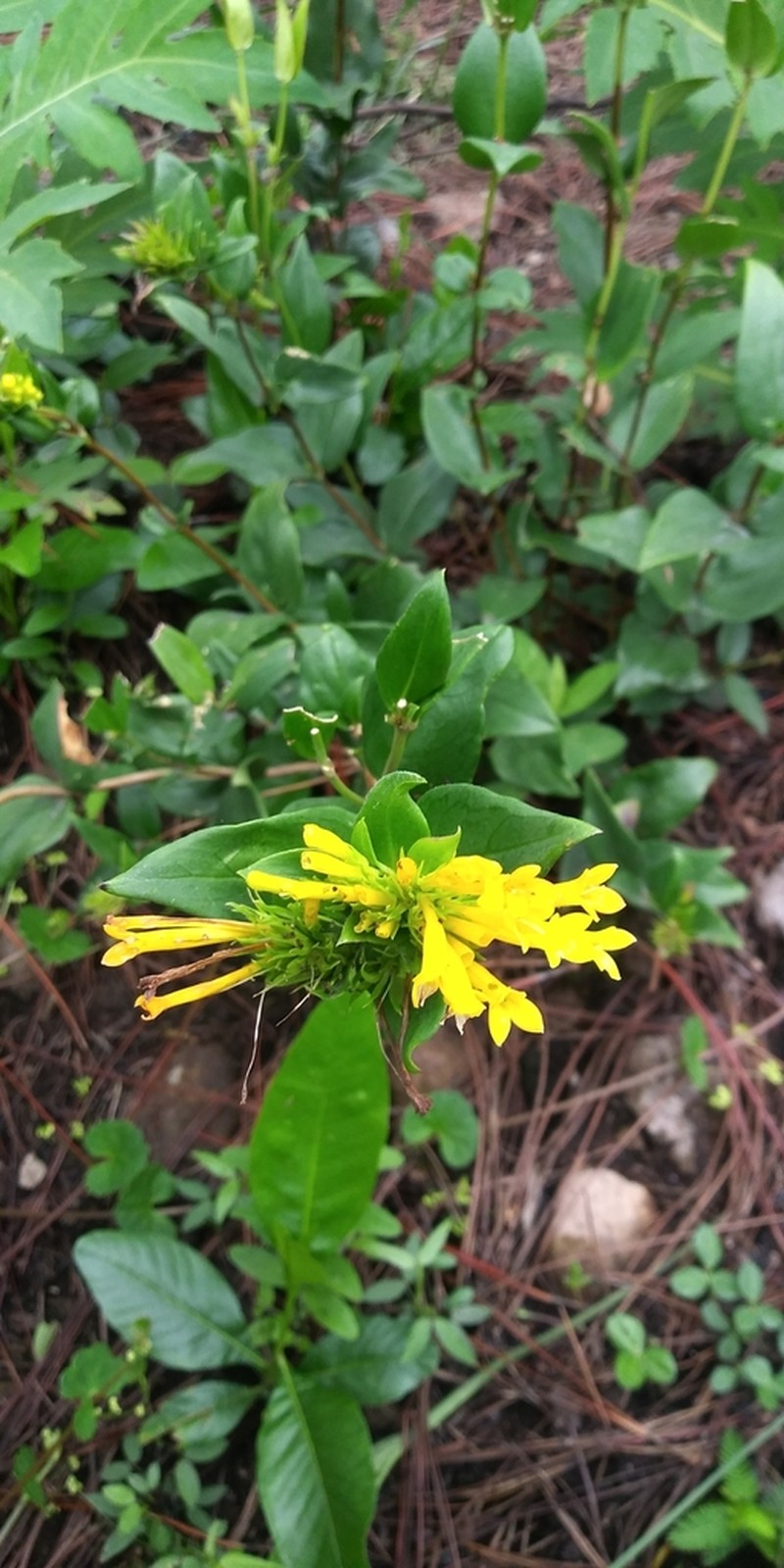Bouvardia chrysantha photo 6