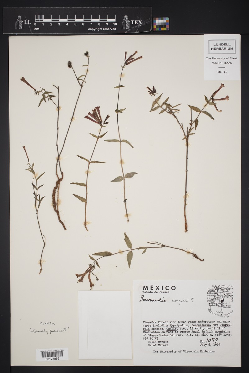 Bouvardia conzattii