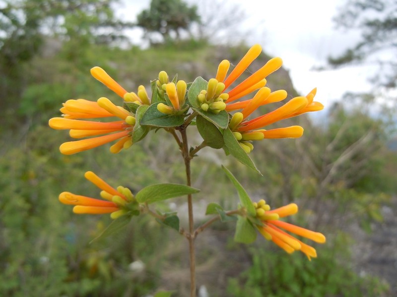 Bouvardia cordifolia