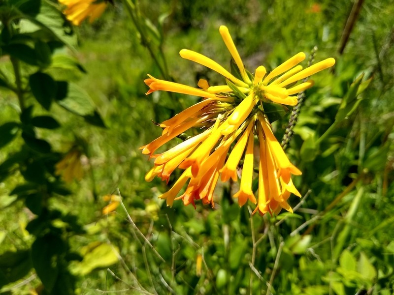 Bouvardia cordifolia photo 2