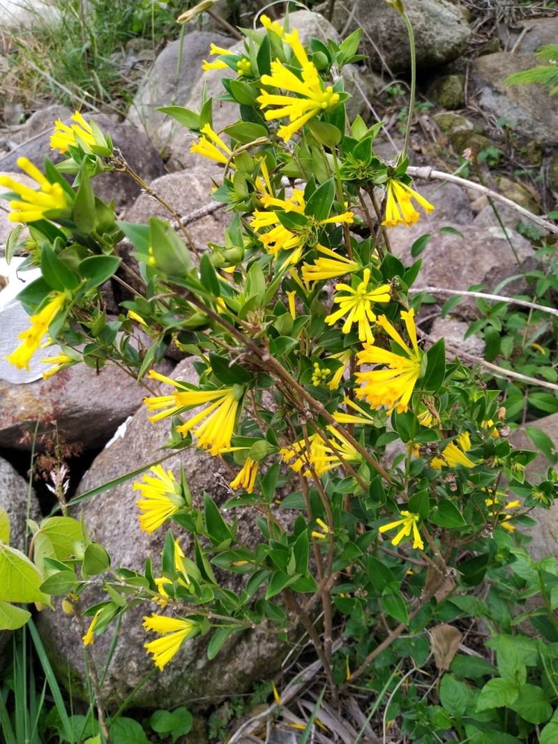 Bouvardia cordifolia photo 3