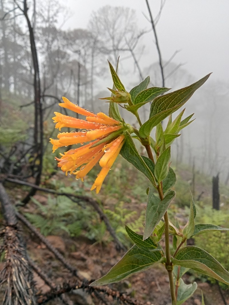 Bouvardia cordifolia photo 4