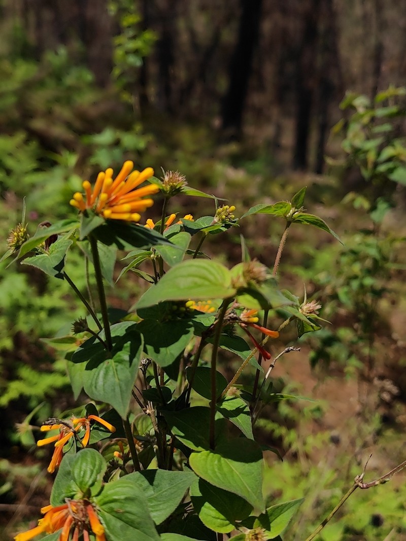 Bouvardia cordifolia photo 6