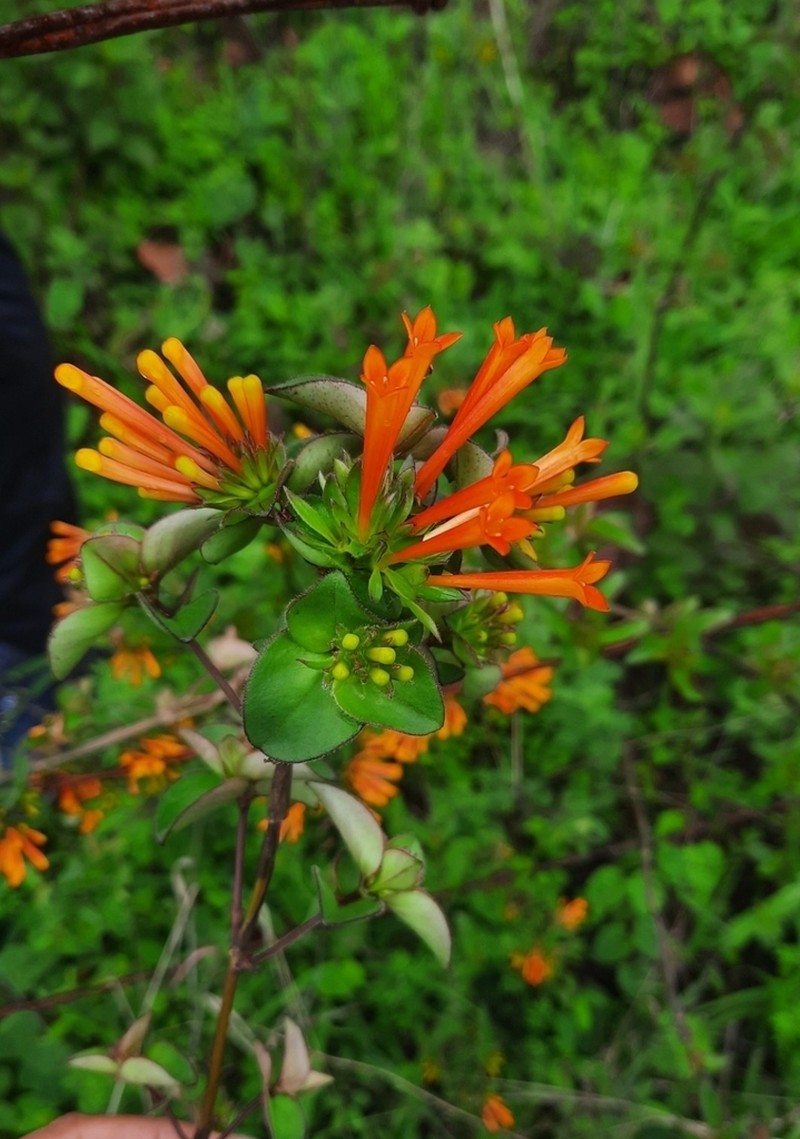 Bouvardia cordifolia photo 7