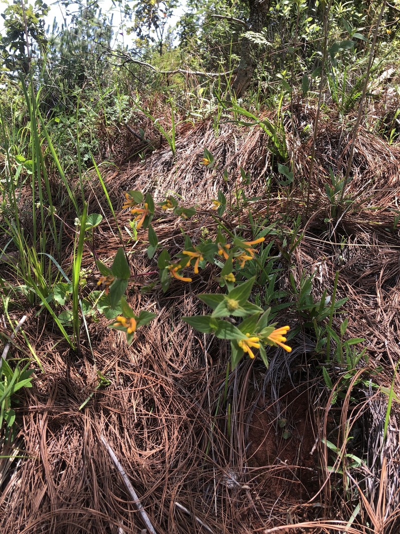 Bouvardia cordifolia photo 8