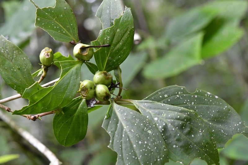 Bouvardia dictyoneura